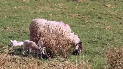 Lambs1 Stock Footage 102747640