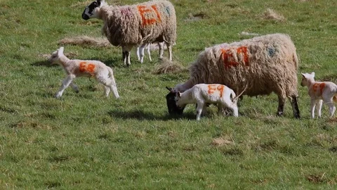 Lambs2 Stock Footage 102747707