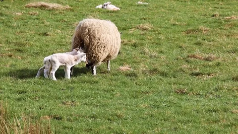 Lambs3 Stock Footage 102747761