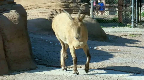 Lambwalking Stock Footage 512272