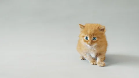 Lame amputee disabled kitten is walking on white background and meow. Video stock 129458053