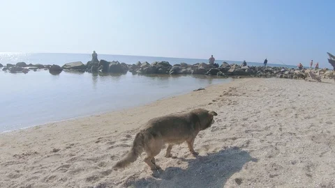 Lame dog on the beach 動画素材 115991444