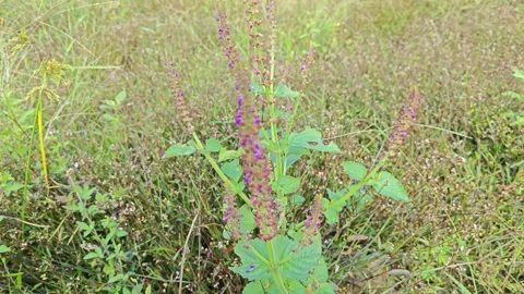 Lamiaceae plectranthus Video stock 296453163