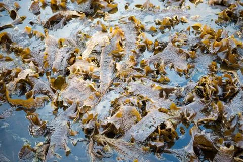 Laminaria algae at low tide Stock Photos