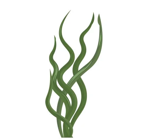 Laminaria Illustrazione stock