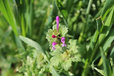 Lamium amplexicaule or the Henbit deadnettle Stock Photos