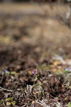 Lamium amplexicaule Stock Photos
