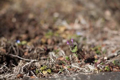 Lamium amplexicaule Stock Photos
