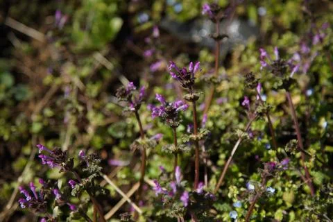 Lamium amplexicaule Stock Photos