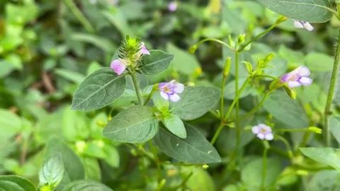Lamium purpureum 스톡 동영상 155439796