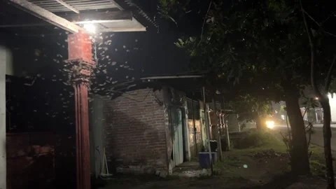 Lamp Attracting Termite Swarm While Bat Hunts Stock Footage 308346141