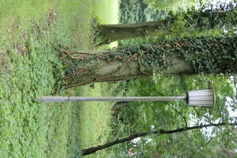 Lamp besides a tree with ivy. Stock Photos