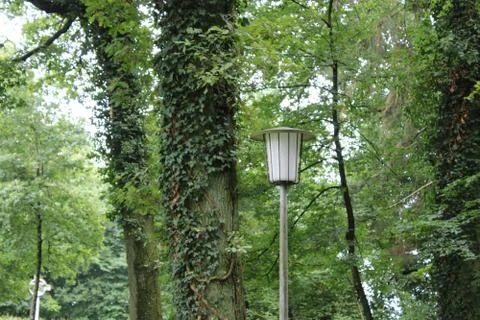 Lamp besides a tree with ivy. Stock Photos