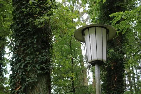 Lamp besides a tree with ivy. Stock Photos