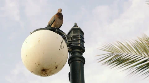 Lamp. The dove sits on a lamppost. Stock Footage 140874680