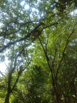 The Lamp Hanging on the Tree 写真素材