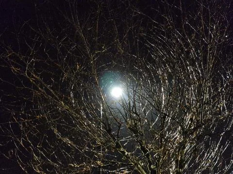 Lamp light rays coming through tree branches creating tunnel vortex illusion Stock Photos