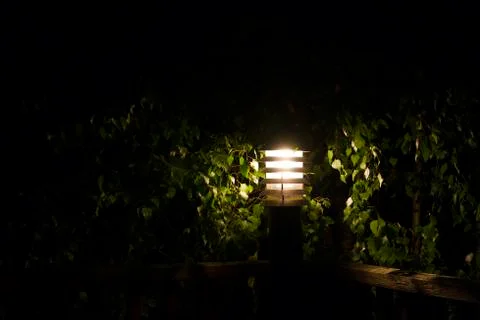 Lamp post lighting on birch tree Stock Photos