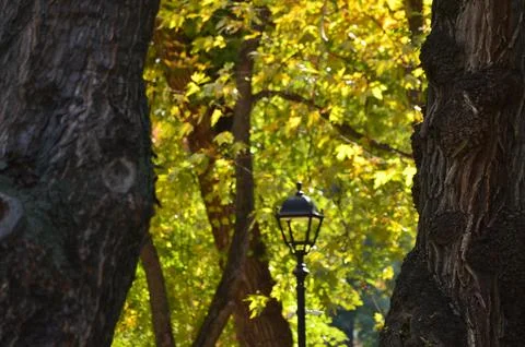 A lamp post is in the middle of a forest with trees. Stock Photos