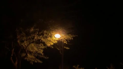 Lamp Post Near Tree At Night 스톡 동영상 164910817
