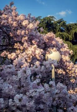 Lamp post in pink tree Foto stock