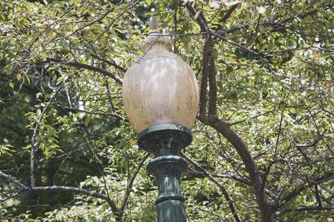 Lamp post in the trees Stock Photos