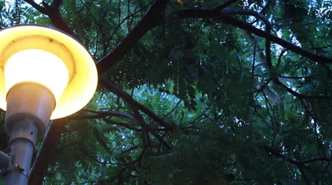 Lamp Post Under Tree In The Rain 動画素材 31376805