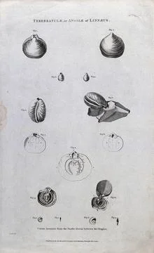Lamp shells and ammonites from the Pacific Ocean, some cross-sectioned. Etc.. Stock Illustration