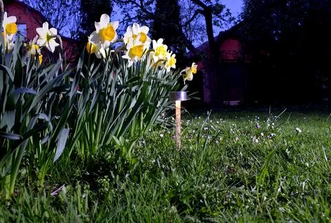 Lamp on the solar panel, illuminating the daffodils in the flowerbed. Stock Photos