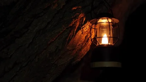 A lamp on a tree, it illuminates the bark of the tree. Mysterious scene Stockbeeldmateriaal 287224951