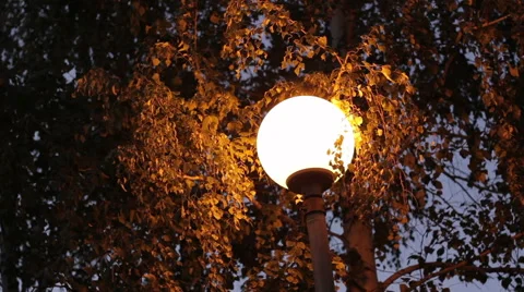 Lamp in Trees in the park at night Vidéo 54915754