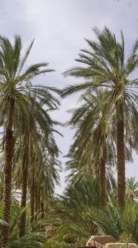 LAMP TREES Stock Photos