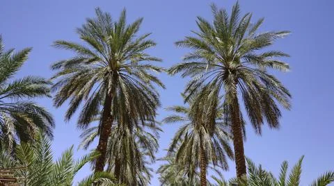 LAMP TREES Stock Photos