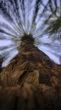 LAMP TREES Stock Photos