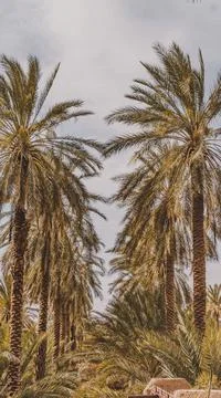 LAMP TREES Stock Photos