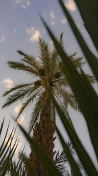 LAMP TREES Stock Photos