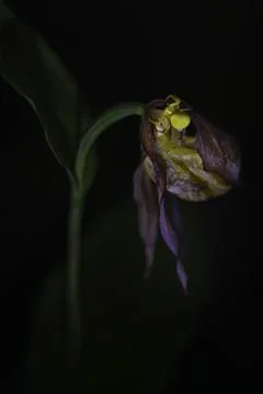 Lamplighter Stock Photos