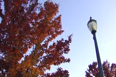 Lamppost &amp; Autumn Tree Stock Footage 294183