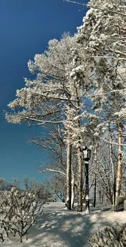 Lamppost on a background of bare trees Stock Photos