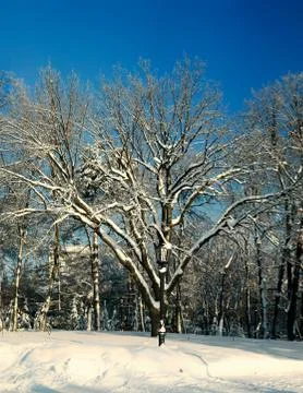 Lamppost on a background of bare trees in winter Stock Photos
