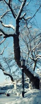 Lamppost on the background of snow-covered tree Stock Photos