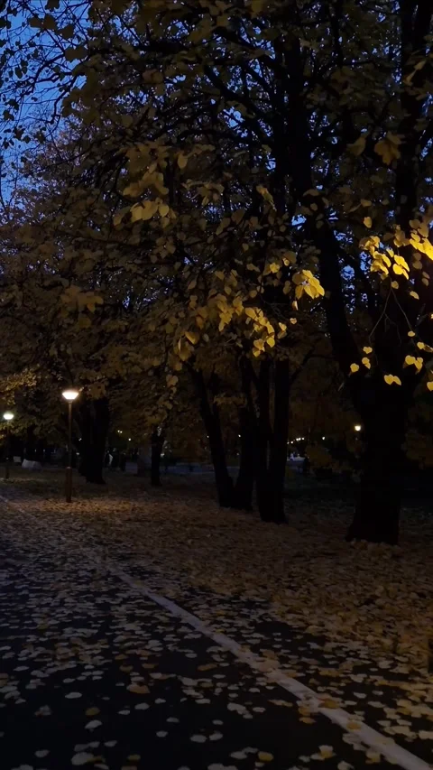 A lamppost illuminating a path lined with trees, their leaves golden against the Stock Footage 293091332