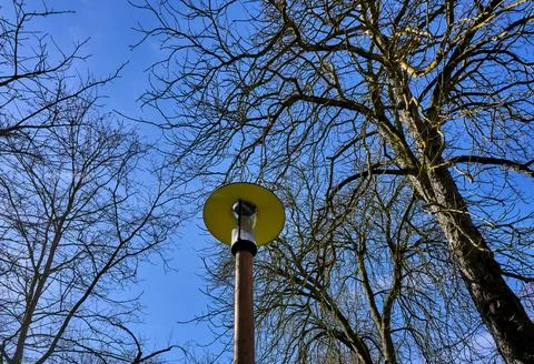 Lamppost on the street between tree branches Photos