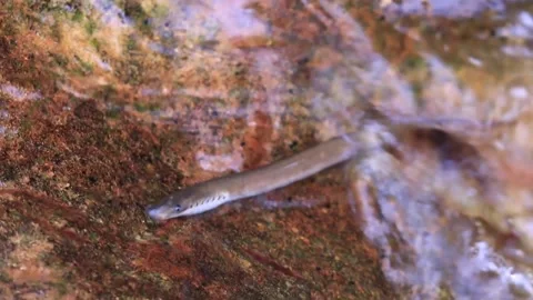 Lamprey eel sucking on rock in a fast flowing stream Stock Footage 205581009