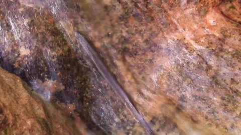 Lamprey eel swimming in a stream Stock Footage 205581004