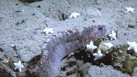 Lamprey Eel Wanders Sandy Seabed Near Starfish in the Arctic Ocean Vídeos de archivo 320795238