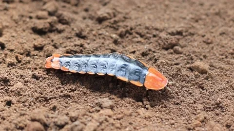 Lamprigera sp. Stock Footage 203837735