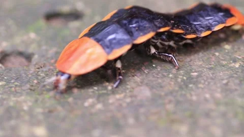 Lamprigera sp. Stock Footage 203837739