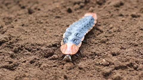 Lamprigera sp. Stock Footage 203837746