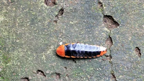 Lamprigera sp. Stock Footage 203837756